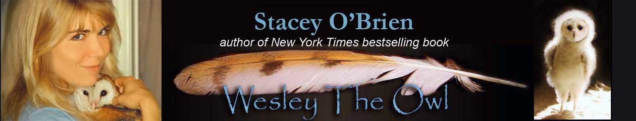 Stacey O'Brien